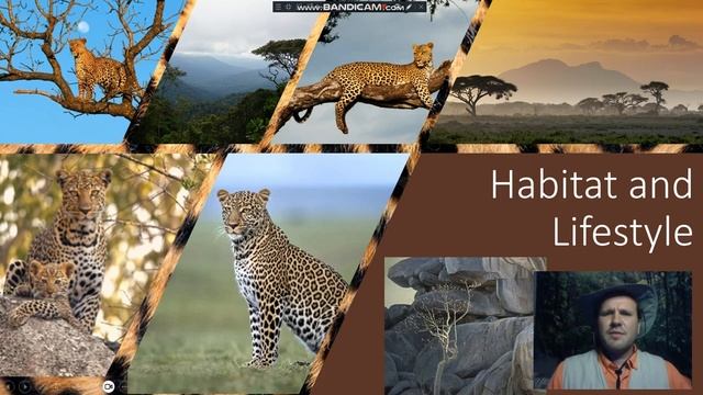 Safari Mack In Africa: Big Five Animal 1 (Leopard Part 1) смотреть онлайн