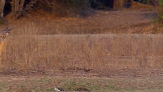 African Wildlife 4k - Wildlife in The Masai Mara National Reserve | EarthHD смотреть онлайн