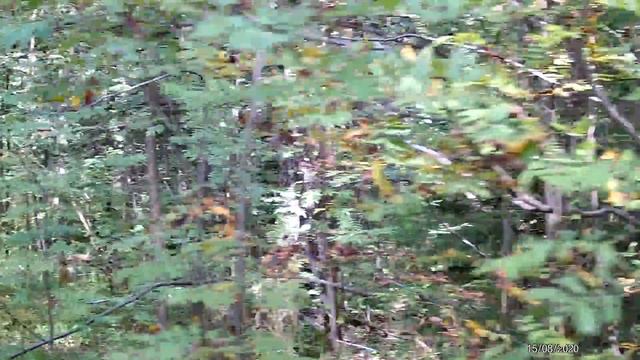 Hike through the woods to another bushcraft camp. August 2020. Test of the new camera. смотреть онлайн