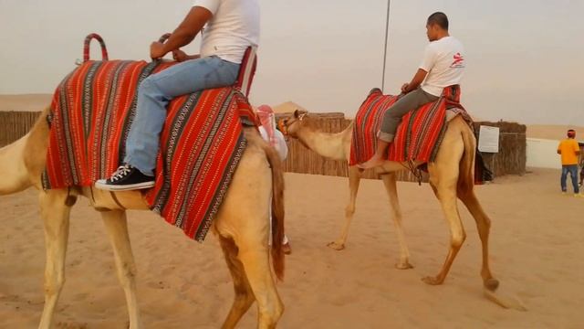 Travel UAE : Desert Safari Tour (Riding Camel) @ Abu Dhabi смотреть онлайн