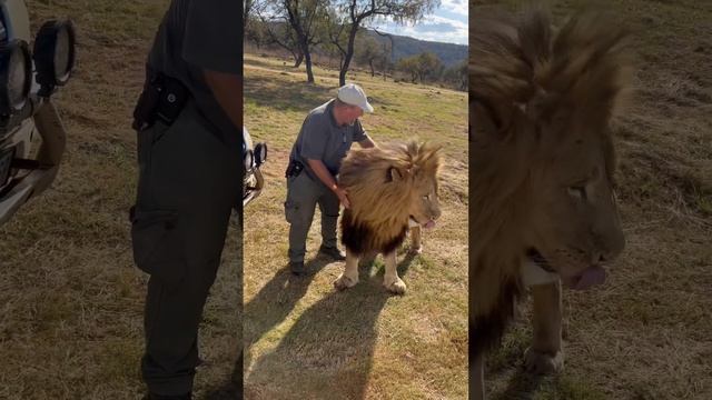 #стюардесса #emirates #travel #cabincrew #лев #африка #сафари #animals #safari #lion #live смотреть онлайн