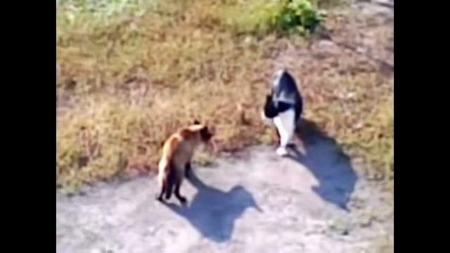 Защита территории. Brave animals protecting their territory смотреть онлайн