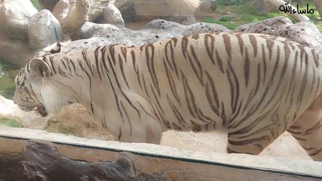 Emirates Park Zoo | The Best Zoo in UAE | Lets Explore | Abu Dhabi смотреть онлайн