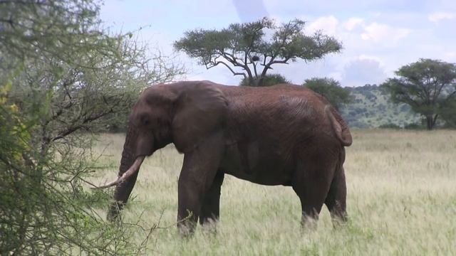 SAFARI ACTION - Elephants and Safari Fashion смотреть онлайн