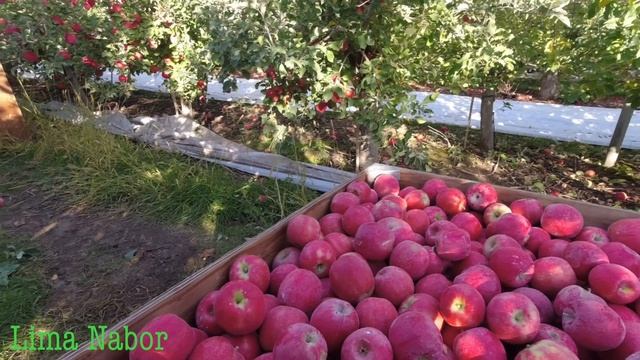 Cripps pink Apple (manzanas pink lady) смотреть онлайн