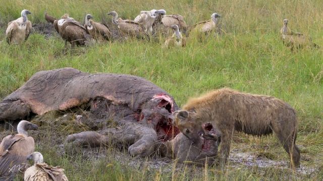 Maasai Mara in 4K | An experience of a lifetime смотреть онлайн