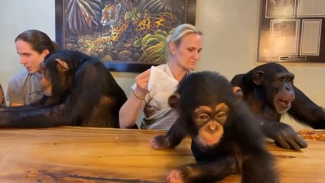 Chimpanzee Valentine’s Dinner ❤️❤️ Live! смотреть онлайн