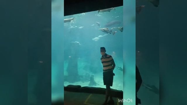 River safari Singapore visit смотреть онлайн