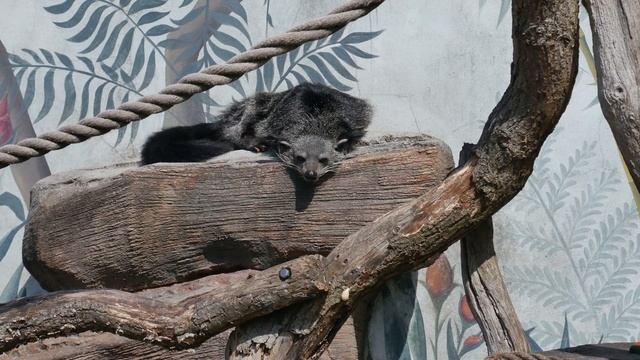Beautiful Binturong seen at Longleat Safari Park. смотреть онлайн