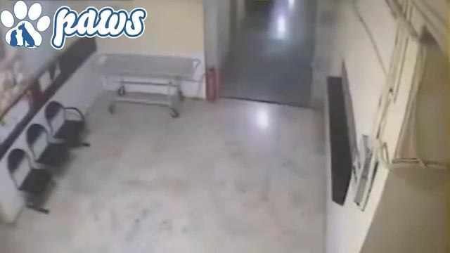brave mom fights off a lion to protect its pup!!! смотреть онлайн