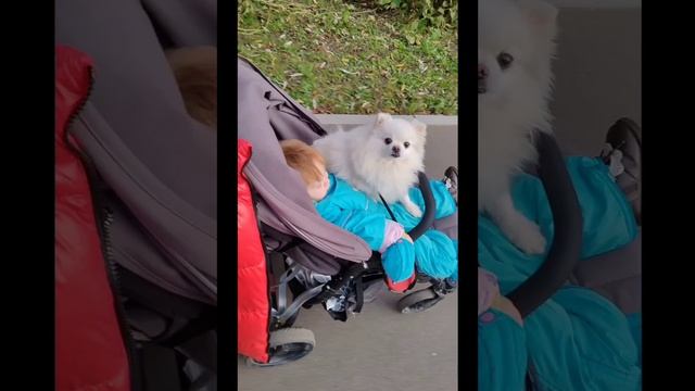 Правила дрессировка хозяев