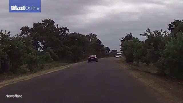 Shocking moment Buffalo herd charges tourist safari cars Daily Mail Online смотреть онлайн