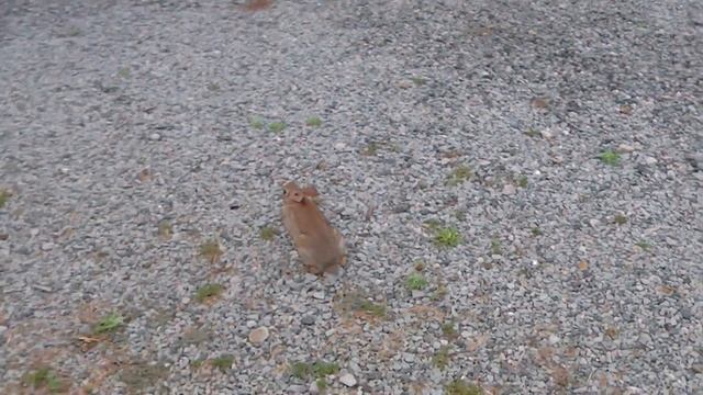 Brave Bunny 07-14-2011 смотреть онлайн