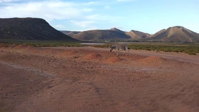 Afternoon Safari - Zebra 🦓 Spotting at Aquila Game Reserve, near Cape Town, South Africa 2022 смотреть онлайн