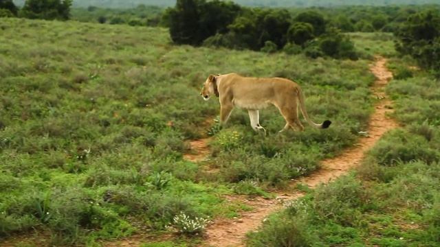 The king of lion walk in the forest & family animal смотреть онлайн