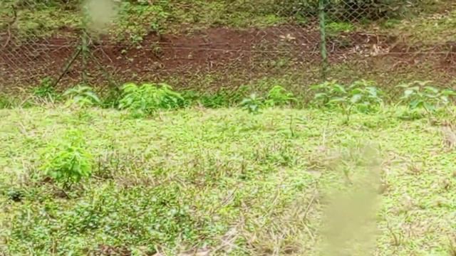 Nairobi safari walk 2023//affordable place to visit in kenya/ plus entrance fee 💃 смотреть онлайн