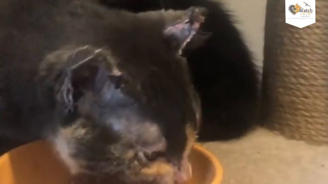 Brave Mama Cat Races In To Try And Save Her Kittens From A Barn On Fire смотреть онлайн