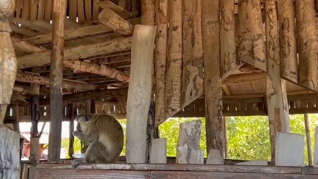 Monkey Time ! Part 2. Lamin Lodge in the Gambia #africa #tourism смотреть онлайн