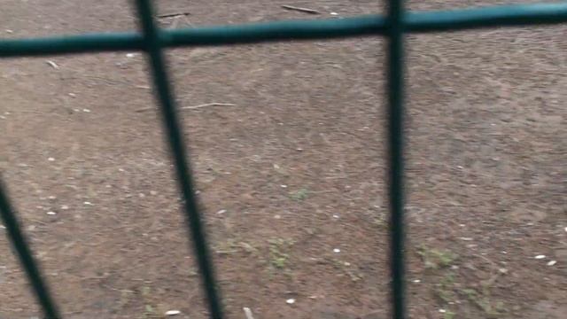 Сафари Рамат Ган 18 06 33 смотреть онлайн