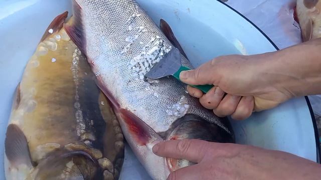 Покупки.Главное приобретение.Посев голубики.И снова в сад за яблоками