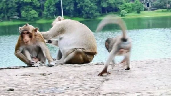 BRAVE SMALL BABY THONA CRY TO ATTCK WITH HER BROTHER DEPEND ON MOM TARA |