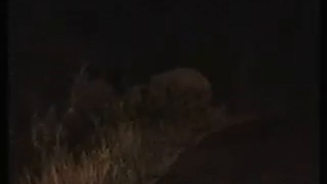 crazy safari road in srilanka caught on camera смотреть онлайн