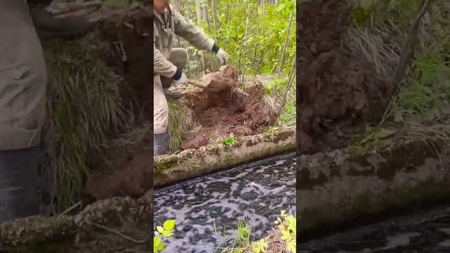 ЧУТЬ НЕ ПРОПУСТИЛ МЕТАЛЛ... #копметаллавлесу #копметаллавлесу  #металлокоп