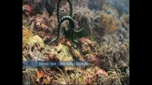 Komodo Sea Safari Cruises смотреть онлайн