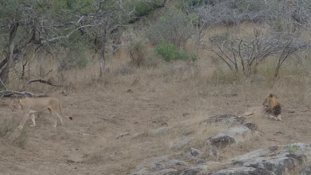 Beautiful Lions sighting on Safari in Kruger National Park смотреть онлайн
