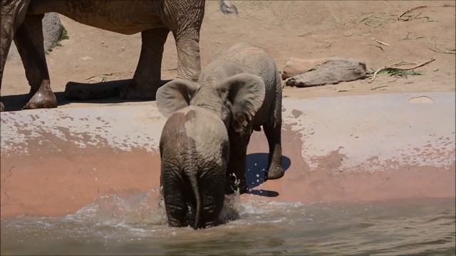 San Diego Zoo Safari Park ~ 6.15.2019 ~ Zuli & Mkhaya смотреть онлайн