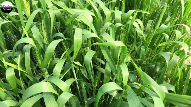 BASF Opera Fungicide For All Crops | सभी फ़सलो के लिए सबसे बेस्ट फफूँदंशाक | BASF Product | In Hind смотреть онлайн