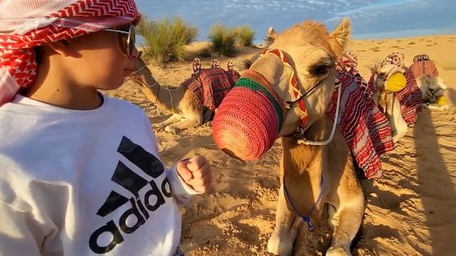 Platinum Heritage Safari, Dubai - Interview with Camel смотреть онлайн