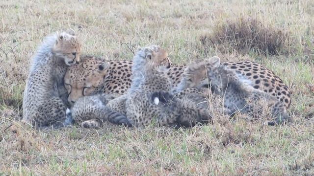 Cheetah & her 6 cubs смотреть онлайн