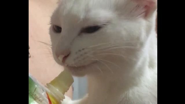 Пушистый друг и на кухне товарищ. У моей - ОСОБЫЕ отношения с едой!