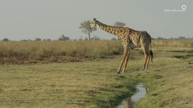 Safari Diaries: Tall Drink for a Gentle Giant смотреть онлайн
