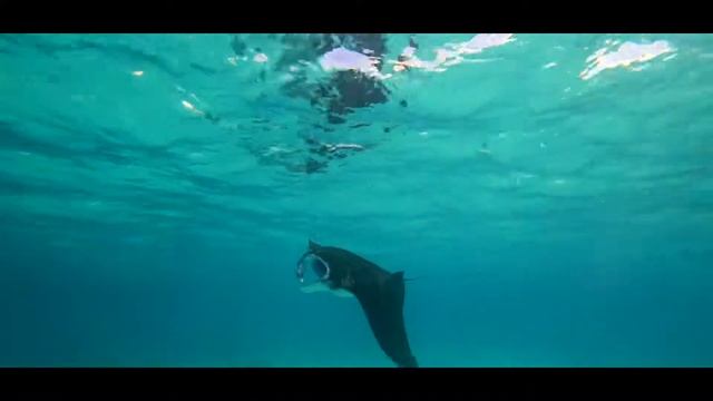 Maldives - Manta Rays / Drohne & Schnorcheln mit Mantas 2018 (Velidhu) HD смотреть онлайн