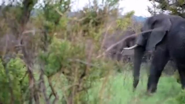 Your dream African safari starts here! 🐘 смотреть онлайн