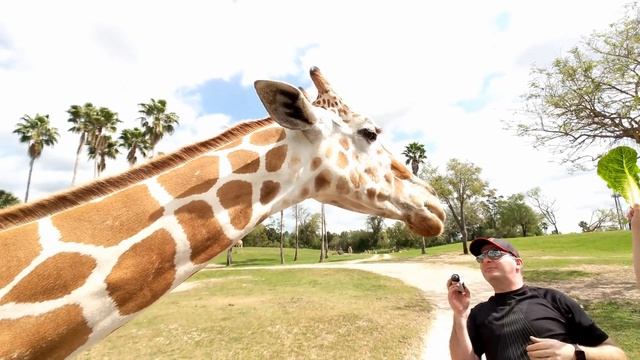 Busch Garden's Serengeti Safari - Southern Exploring смотреть онлайн