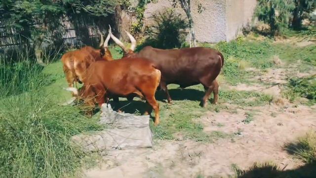 Dubai Safari Park смотреть онлайн