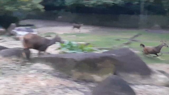 Sambar Deer | Night Safari Singapore смотреть онлайн
