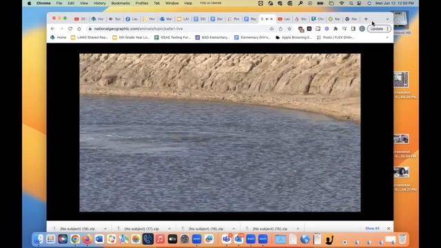 Live safari recording in case! смотреть онлайн