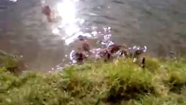 Молодые кряквы