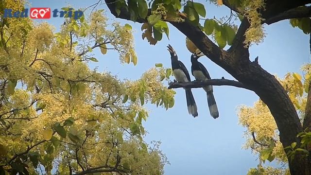 Dudhwa National park Lakhimpur kheri Complete Tour Guide l Jangle Safari I Tiger Reserve l#redgotri смотреть онлайн