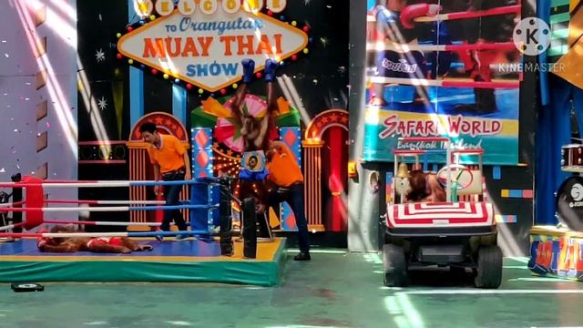 Orangutan show || safari world bangkok thailand смотреть онлайн