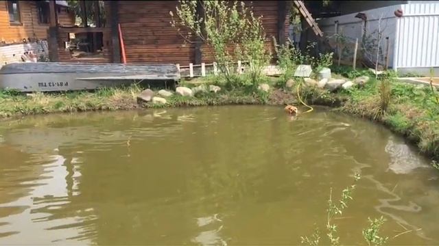 Солнечные ванны у Тамерлана и водные процедуры у Вацуко смотреть онлайн