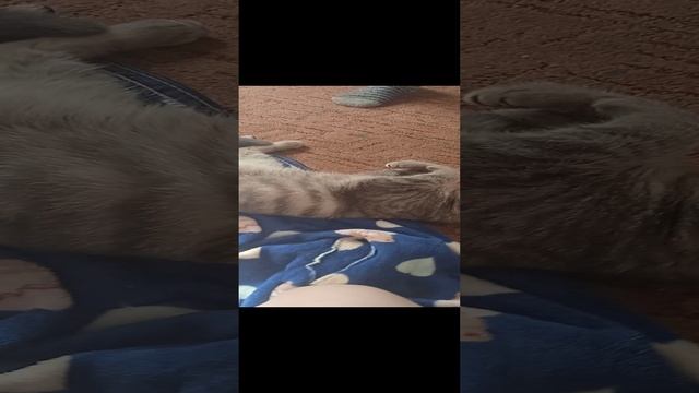 VID_20241012_122738.mp4