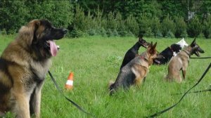 Догтренинг 633. Шесть служебных пород в полевых условиях.
