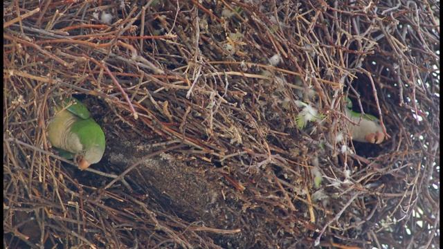 Brooklyn Parrots Wild Parrot Safari 9/10/2016 смотреть онлайн