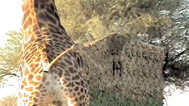 Motsomi Safaris South Africa Bow Hunting Giraffe Blonsky смотреть онлайн