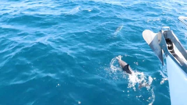 vlog: akld whale/dolphin safari, hike, sunsets etc смотреть онлайн